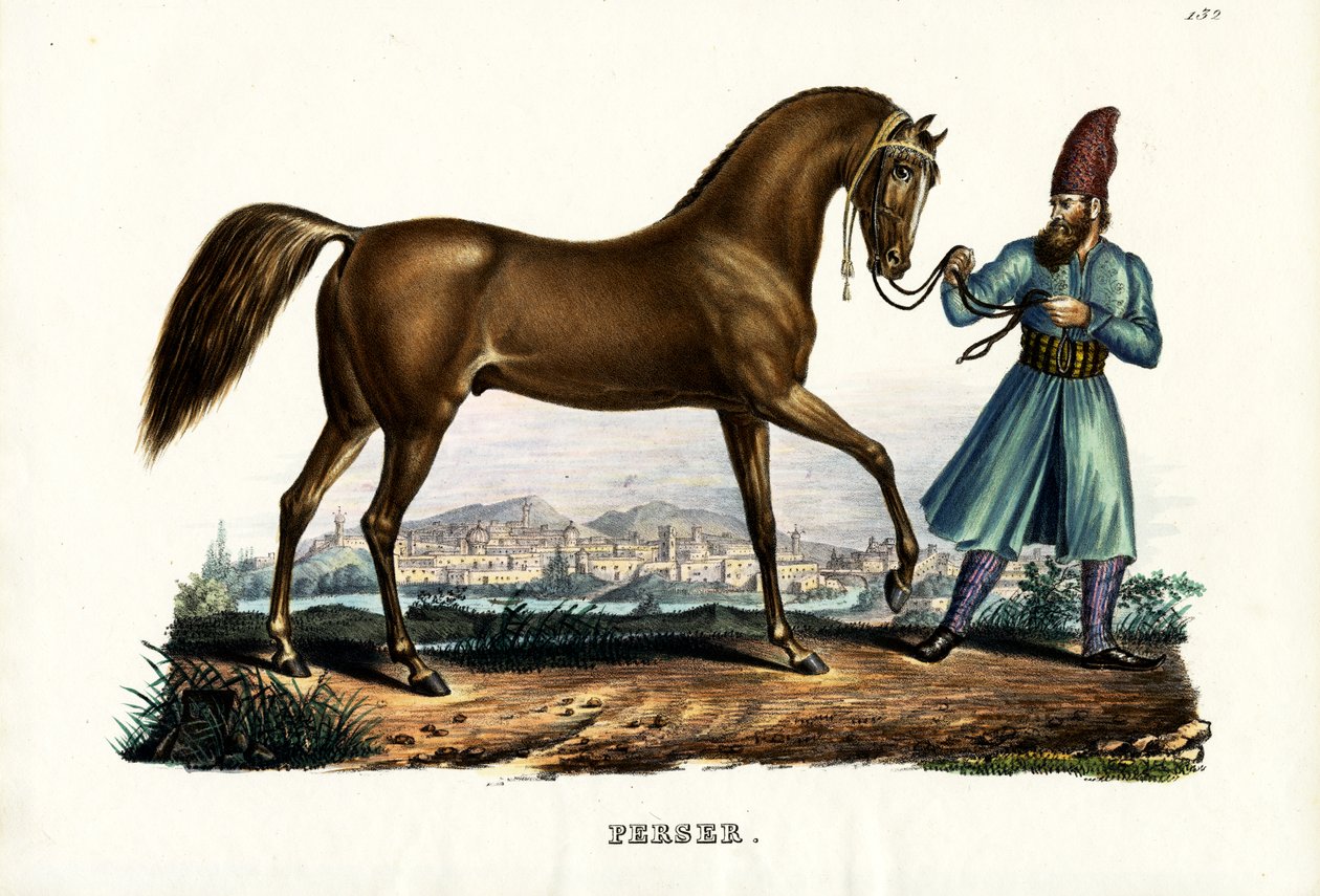 Koń perski, 1824 autorstwa Karl Joseph Brodtmann