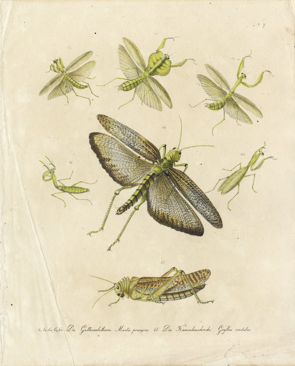  autorstwa Karl Joseph Brodtmann