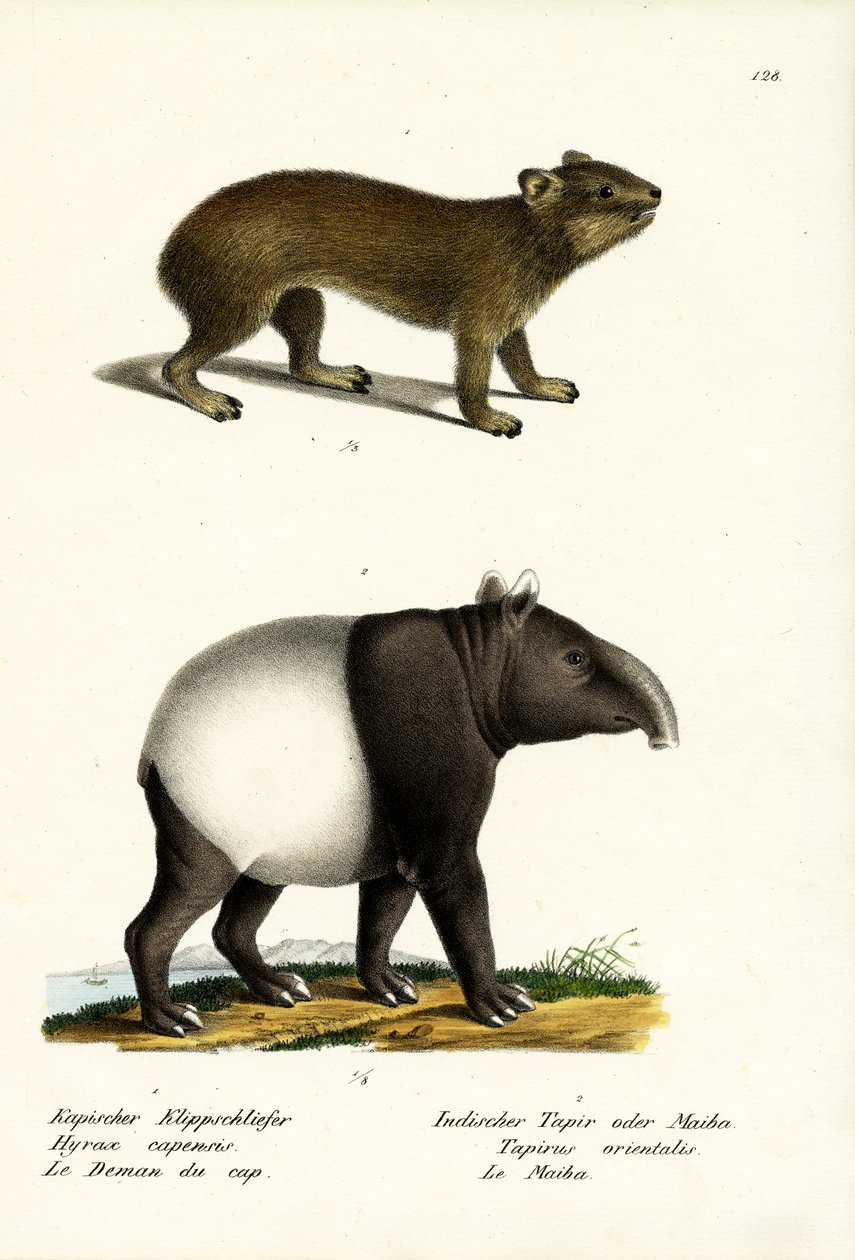 Góralek skalny, 1824 autorstwa Karl Joseph Brodtmann