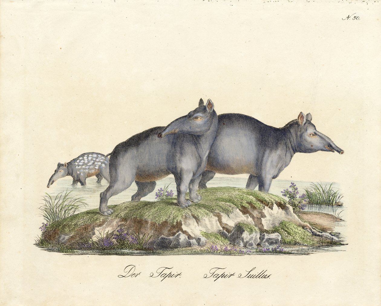  autorstwa Karl Joseph Brodtmann