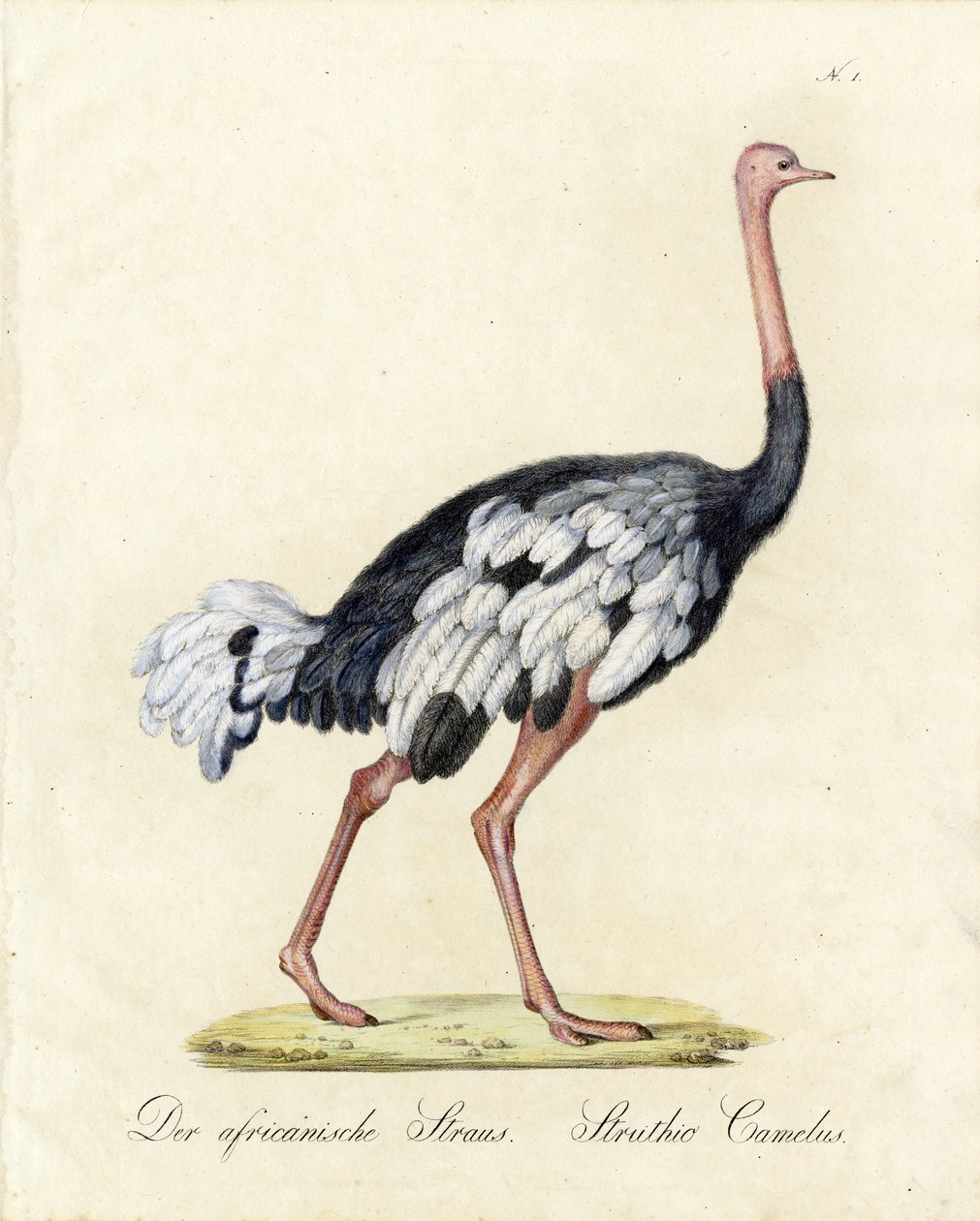 autorstwa Karl Joseph Brodtmann