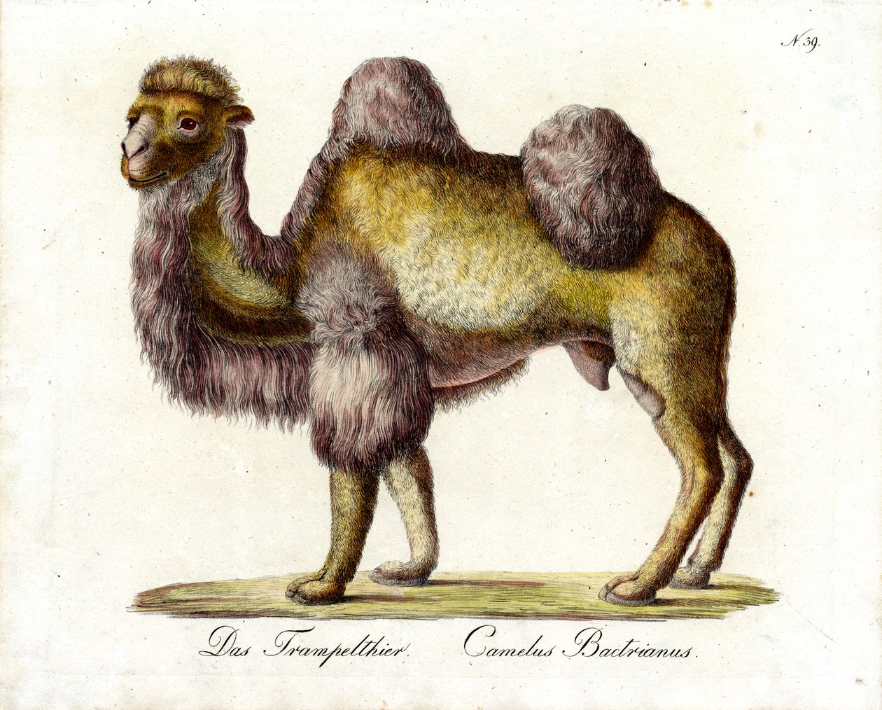  autorstwa Karl Joseph Brodtmann