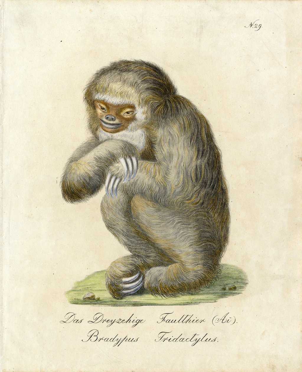  autorstwa Karl Joseph Brodtmann