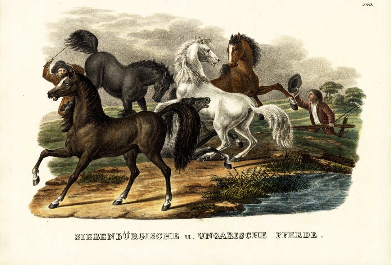 Konie transylwańskie i węgierskie, 1824 r. autorstwa Karl Joseph Brodtmann