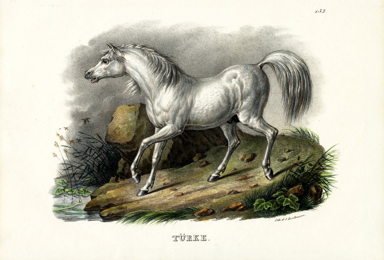 Koń turecki, 1824 autorstwa Karl Joseph Brodtmann