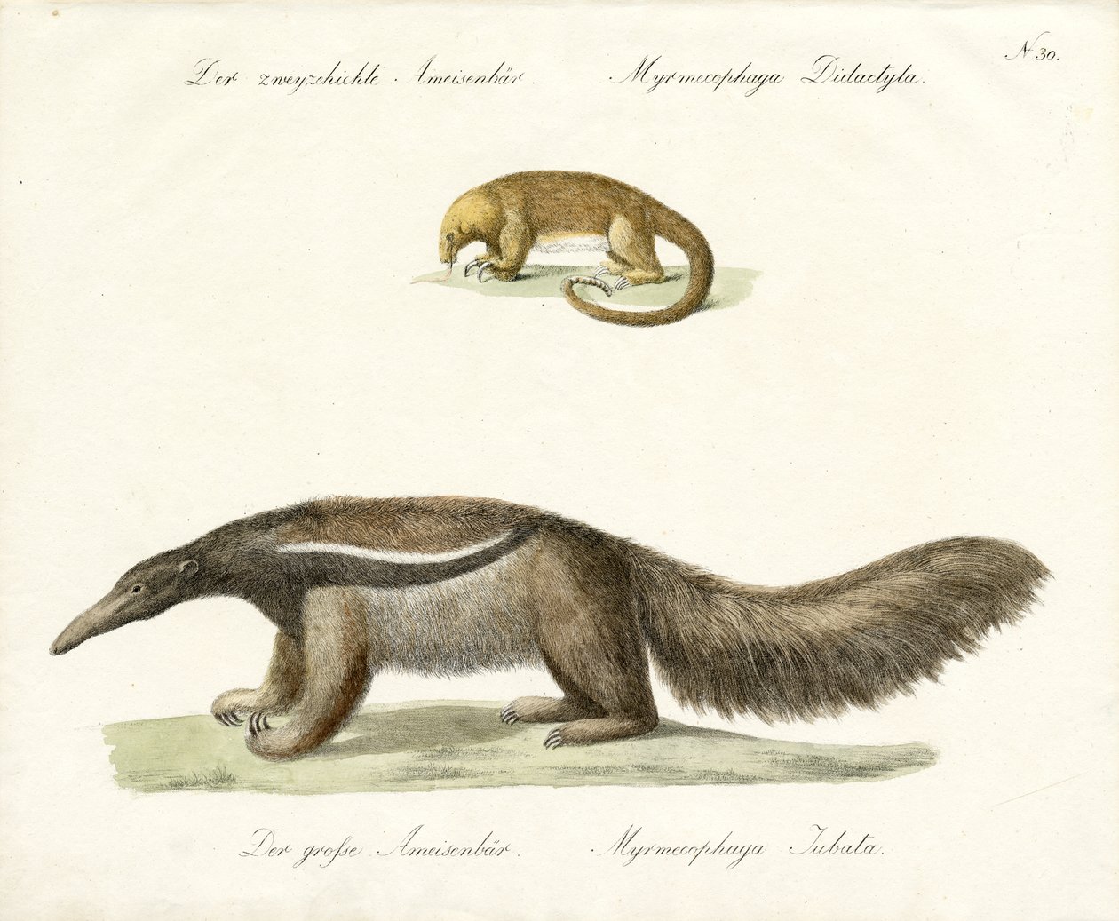  autorstwa Karl Joseph Brodtmann