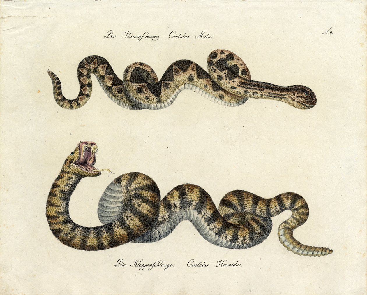  autorstwa Karl Joseph Brodtmann