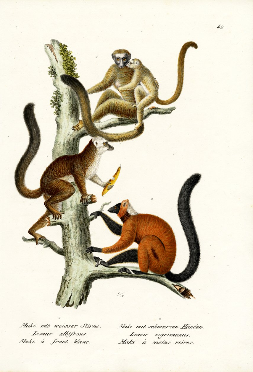 Lemur białoczelny, 1824 autorstwa Karl Joseph Brodtmann