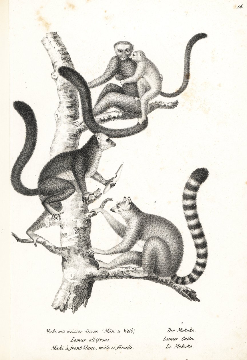 Lemur białogłowy, Eulemur albifrons, samiec i samica, zagrożony 1 i lemur katta, Lemur catta, zagrożony 2. Litografia Karla Josepha Brodtmanna z Ilustrowanej historii naturalnej ludzi i zwierząt Heinricha Rudolfa Schinza autorstwa Karl Joseph Brodtmann