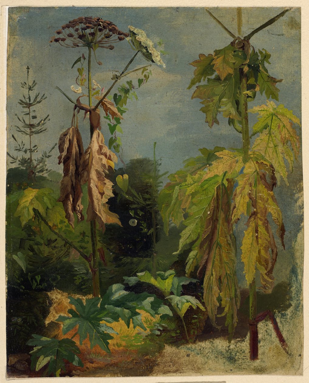 Badanie cykuty autorstwa Karl Ludwig Seeger