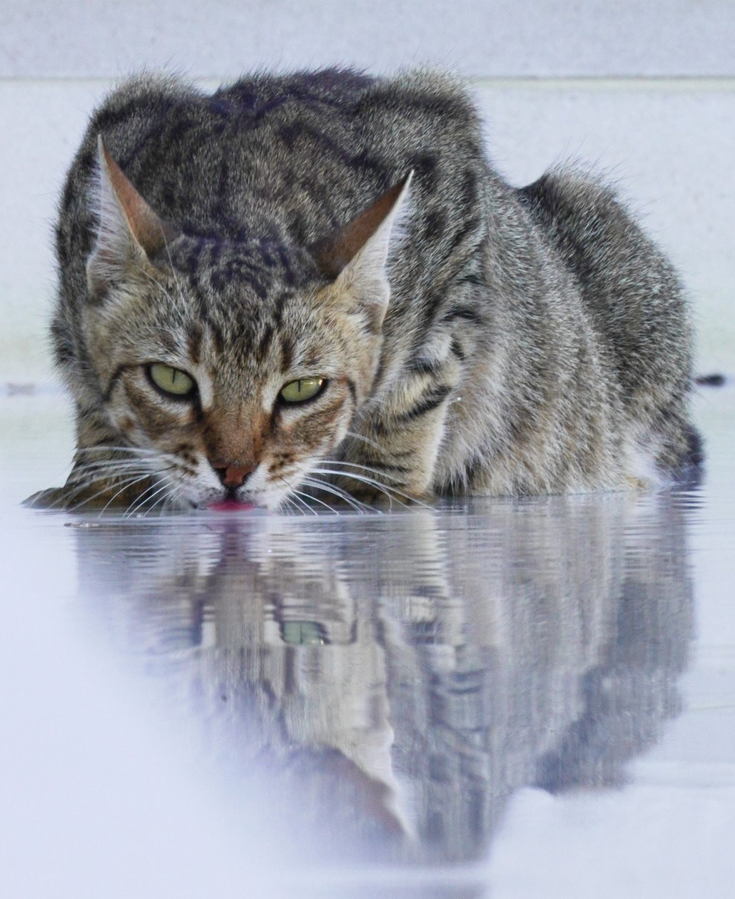 Cool Cat, 2022, zdjęcie autorstwa Katha Wood