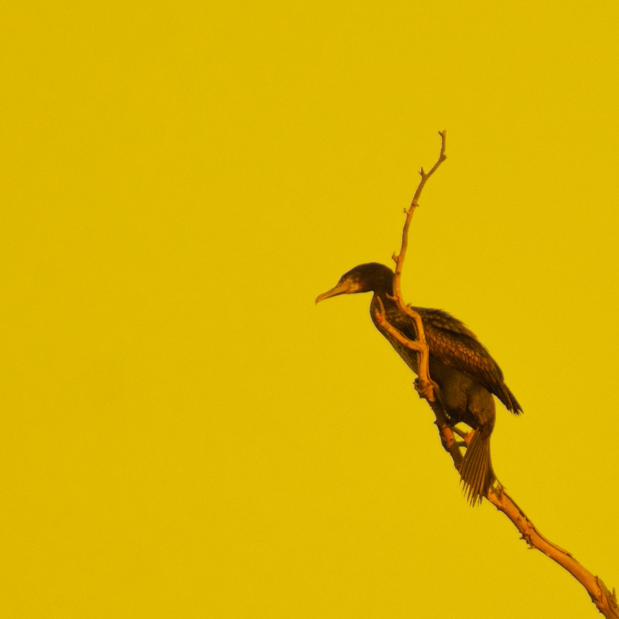 Hanging On (patrząc w lewo) autorstwa Katha Wood