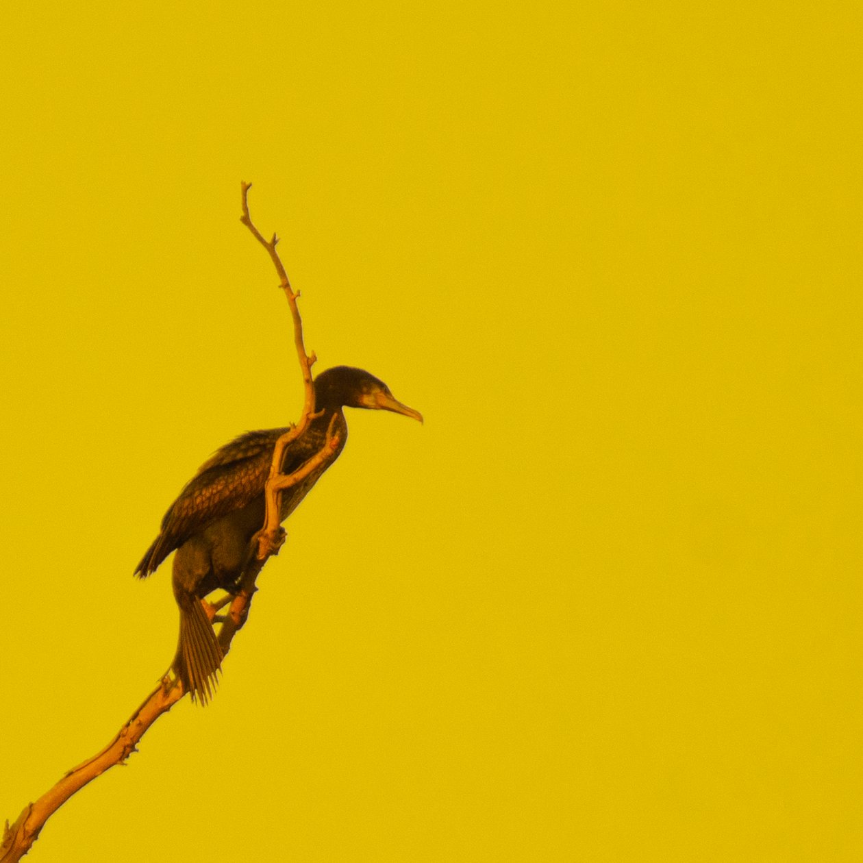 Hanging On (patrząc w prawo) autorstwa Katha Wood