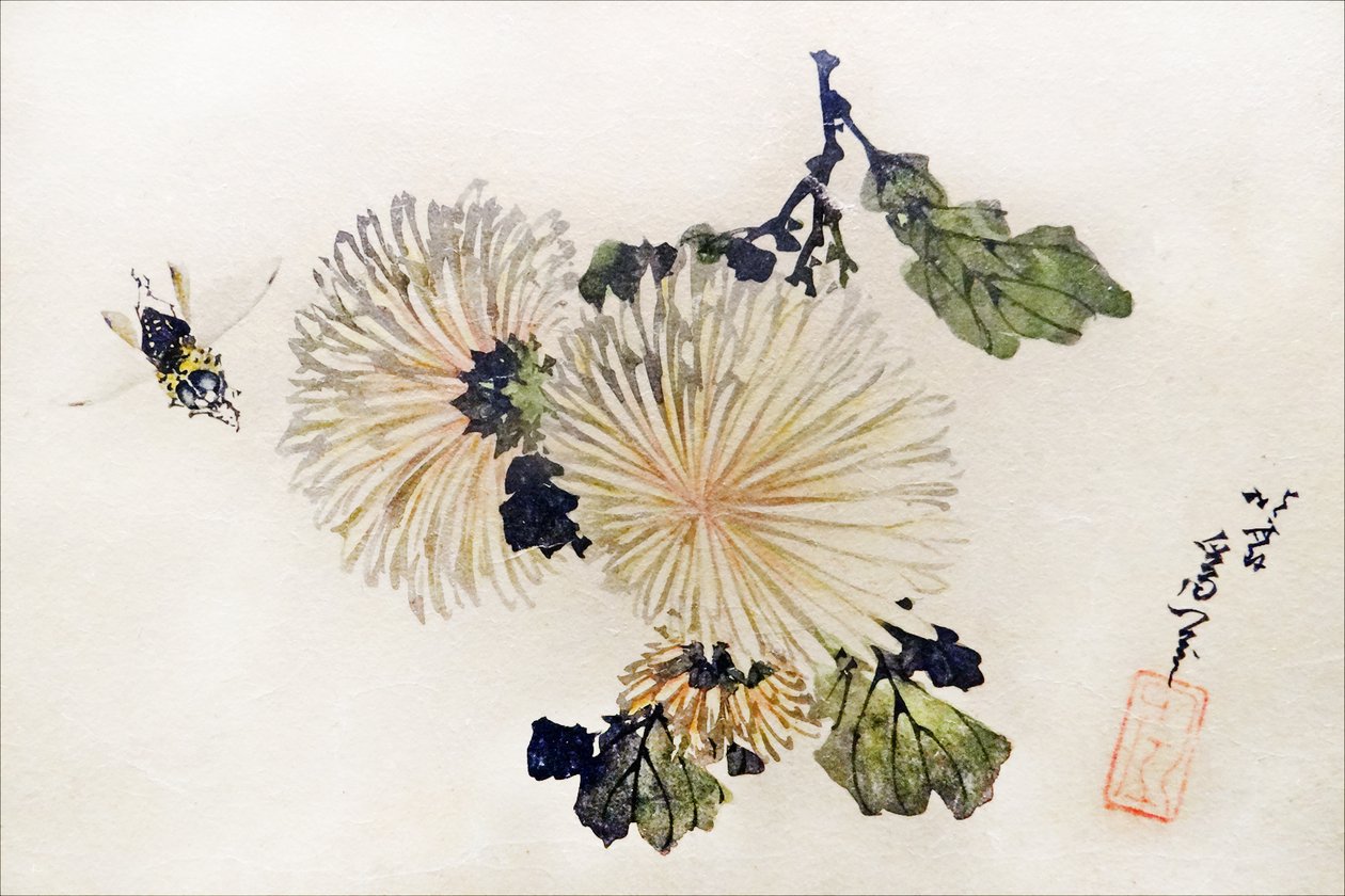 Chryzantemy grafika autorstwa Katsushika Hokusai