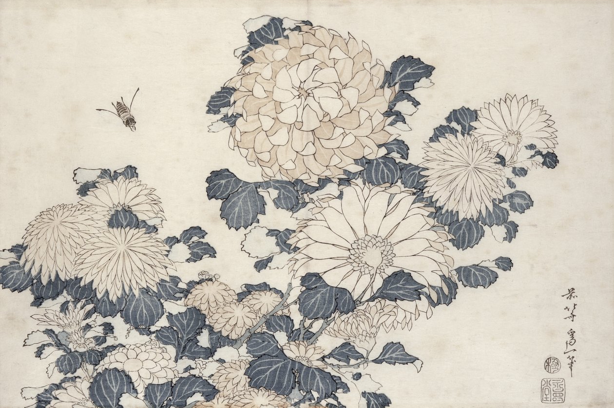 Pszczoła i chryzantemy z serii „Duże kwiaty” (kolorowy drzeworyt) autorstwa Katsushika Hokusai
