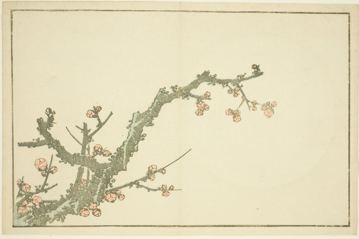 Kwitnąca śliwka, z Księgi obrazkowej realistycznych obrazów Hokusai (Hokusai shashin gafu) autorstwa Katsushika Hokusai