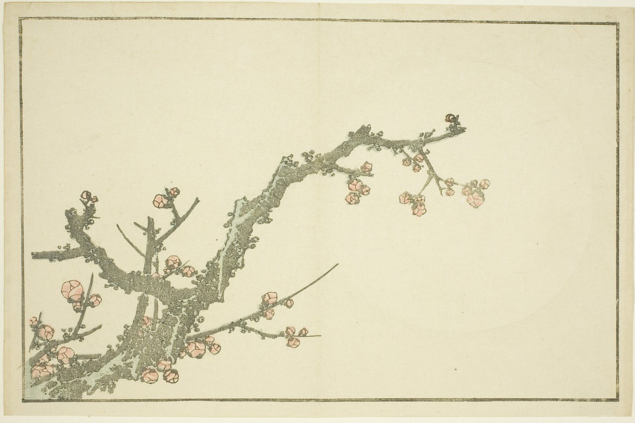 Kwitnące drzewo śliwy, z książki z realistycznymi obrazami Hokusaia (Hokusai shashin gafu), ok. 1814 (kolorowy drzeworyt (arkusz albumu)) autorstwa Katsushika Hokusai