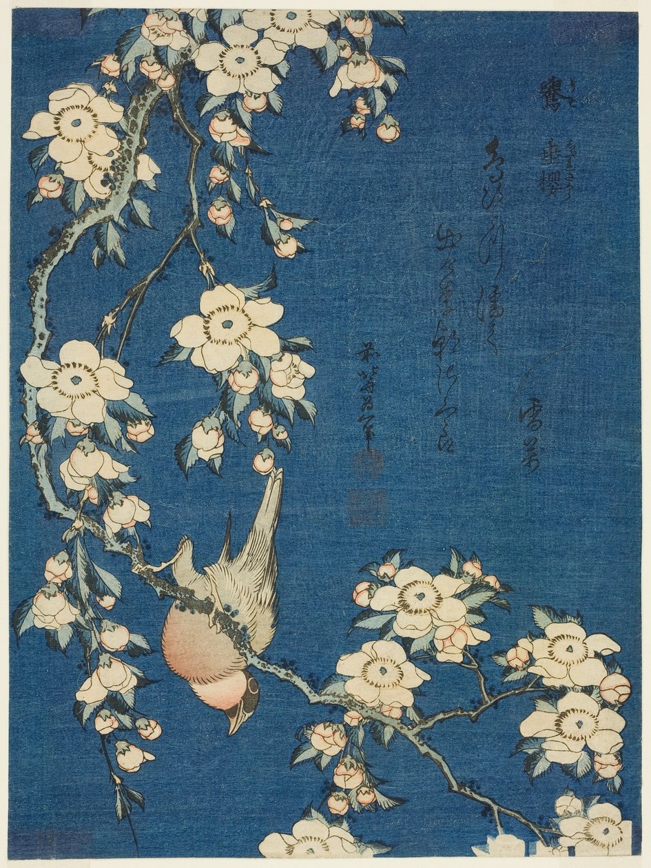 Gil i wiśnia płacząca (Uso, shidarezakura) autorstwa Katsushika Hokusai