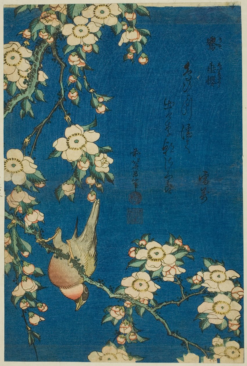 Gil i płacząca wiśnia (Uso, shidarezakura), z serii kwiatów i ptaków bez tytułu autorstwa Katsushika Hokusai