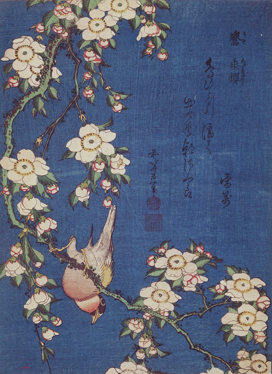 Zięba i płacząca wiśnia, publikacja ok. 1834 (odbitka barwna) autorstwa Katsushika Hokusai