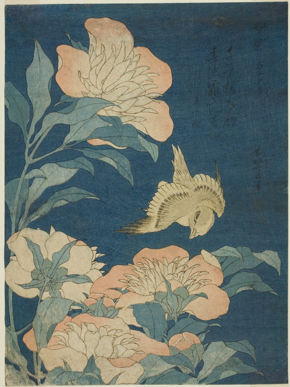 Kanarek i piwonia (Canary, shakuyaku), z serii kwiatów i ptaków bez tytułu autorstwa Katsushika Hokusai