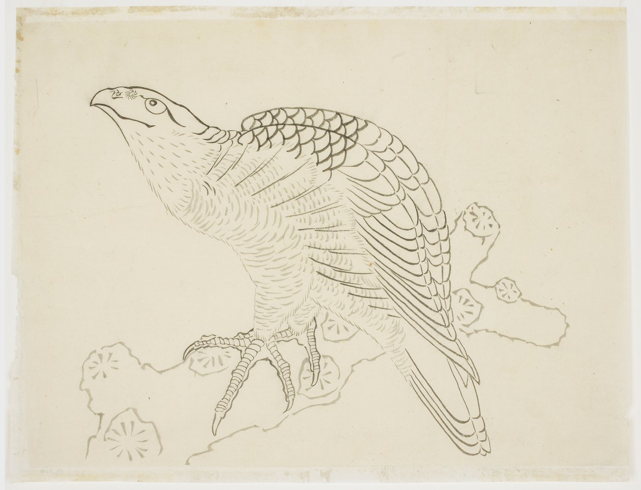 Jastrząb na gałęzi (badanie) autorstwa Katsushika Hokusai