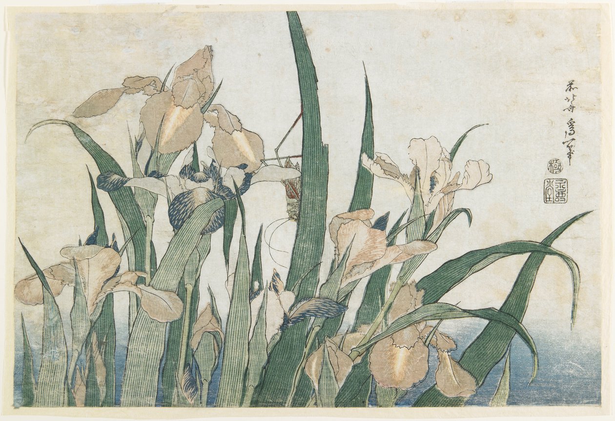 Kwiaty irysa i konik polny, ok. 1830-31 (drzeworyt kolorowy) autorstwa Katsushika Hokusai