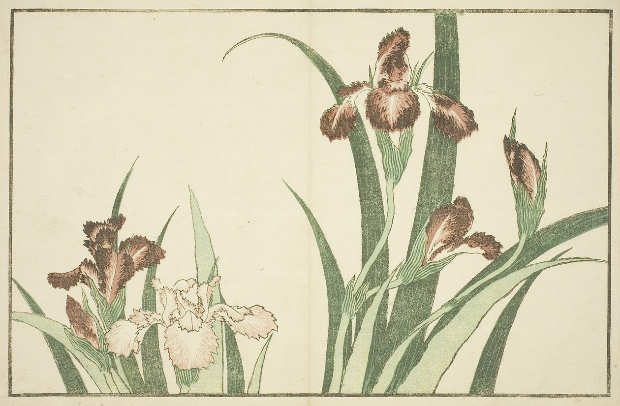 Iris, z Księgi obrazkowej realistycznych obrazów Hokusai autorstwa Katsushika Hokusai