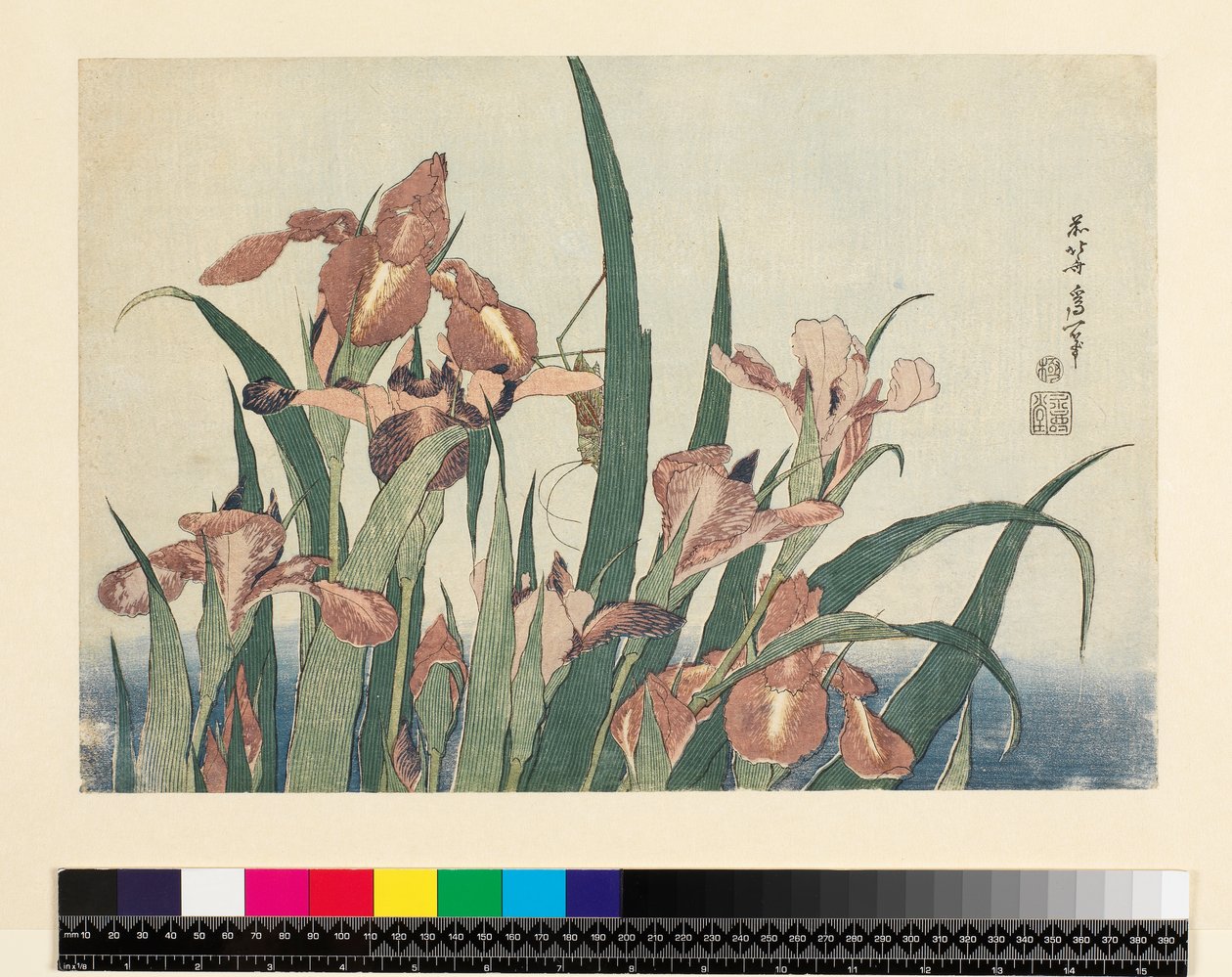Irysy i konik polny, wyd. Nishimura Eijudo, ok. 1832, (yoko-e - format poziomy, kolorowy drzeworyt) autorstwa Katsushika Hokusai