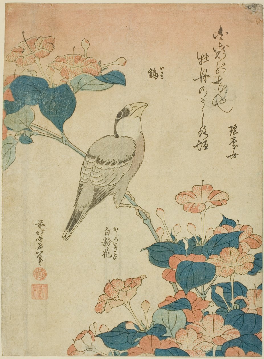 Japoński Grosbeak i Marvel of Peru (Ikaru, oshiroi no hana), z bez tytułu serii kwiatów i ptaków autorstwa Katsushika Hokusai