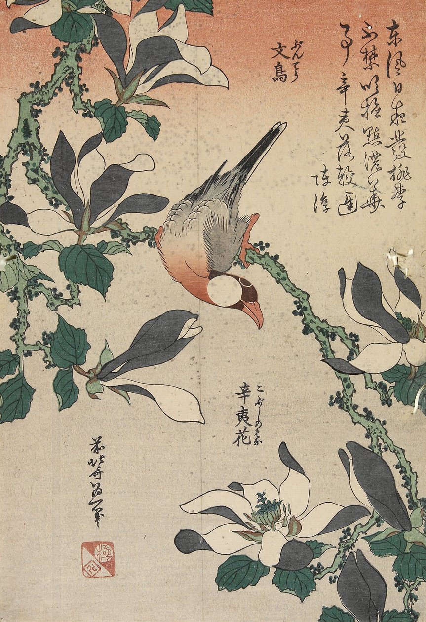 Wróbel jawajski i magnolia, c. 1832 autorstwa Katsushika Hokusai