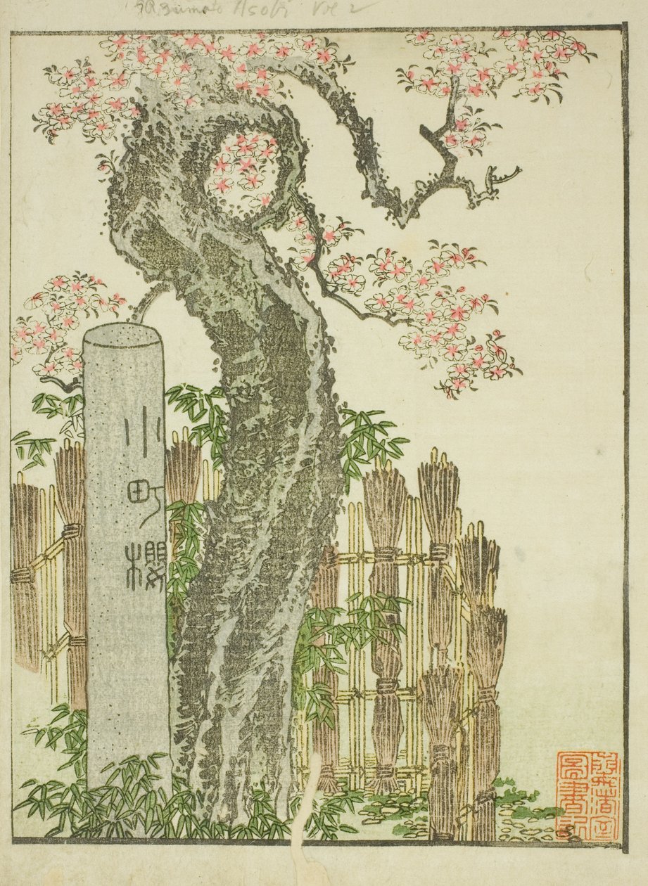 Wiśniowe drzewo Komachi (Komachi zakura), z ilustrowanej książki „Picture Book of Amusements of the East (Ehon Azuma asobi)” autorstwa Katsushika Hokusai