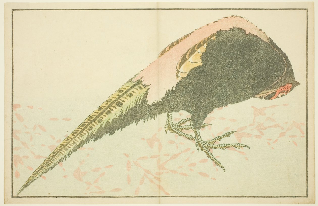 Bażant męski, z Księgi obrazkowej realistycznych obrazów Hokusaia (Hokusai shashin gafu) autorstwa Katsushika Hokusai