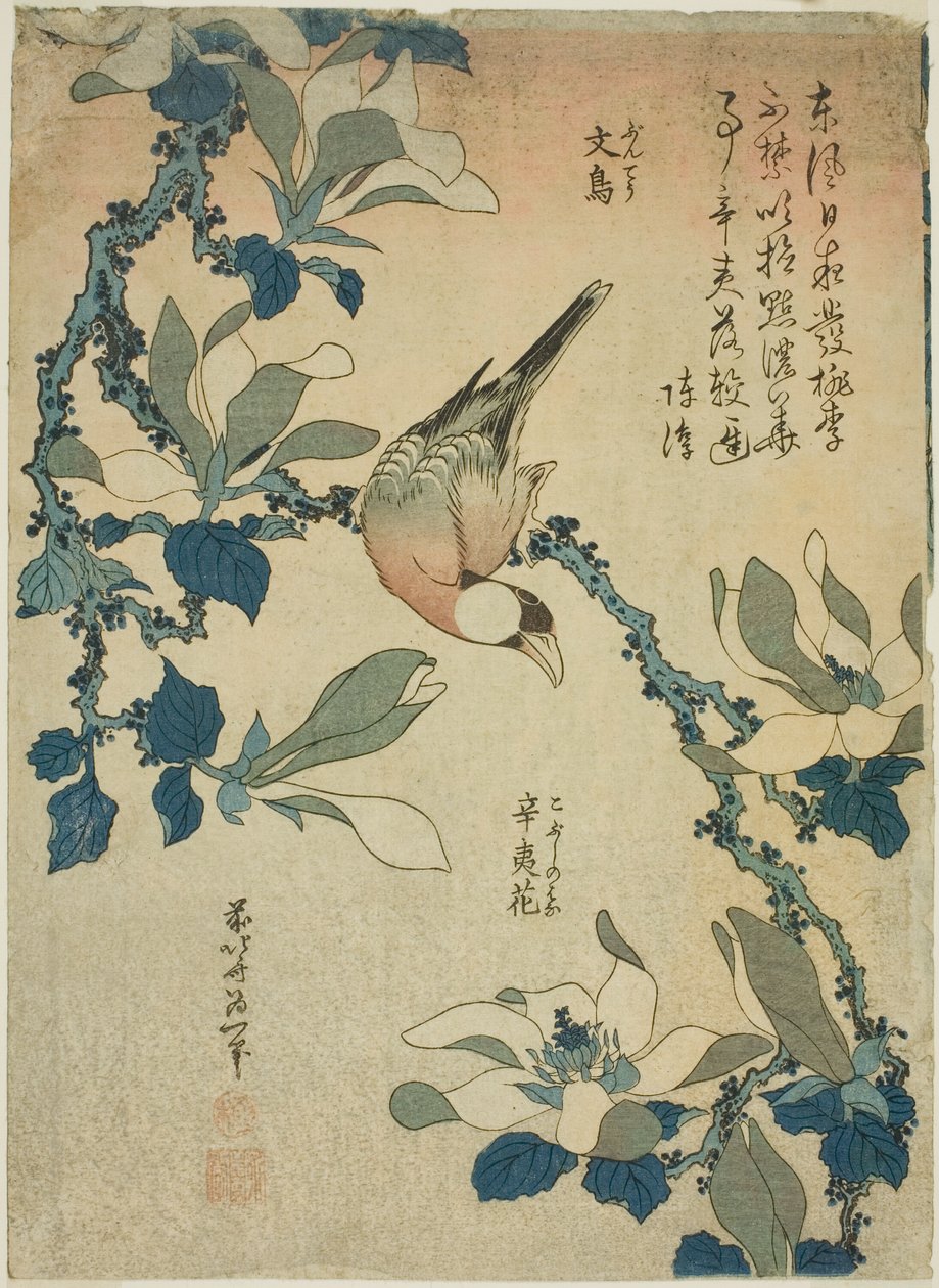 Paddy Bird and Magnolia Flowers (Buncho, kobushi no hana), z bez tytułu serii kwiatów i ptaków autorstwa Katsushika Hokusai