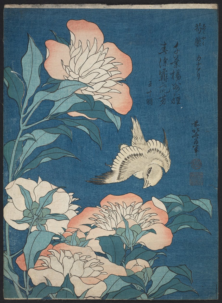 Piwonie i kanarek (Shakuyaku, kanaari), z serii bez tytułu znanej jako Małe Kwiaty autorstwa Katsushika Hokusai