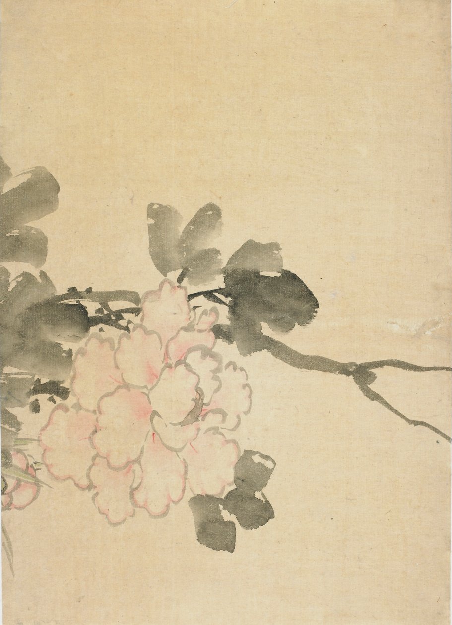 Piwonia, koniec XVIII-początek XIX wieku. autorstwa Katsushika Hokusai