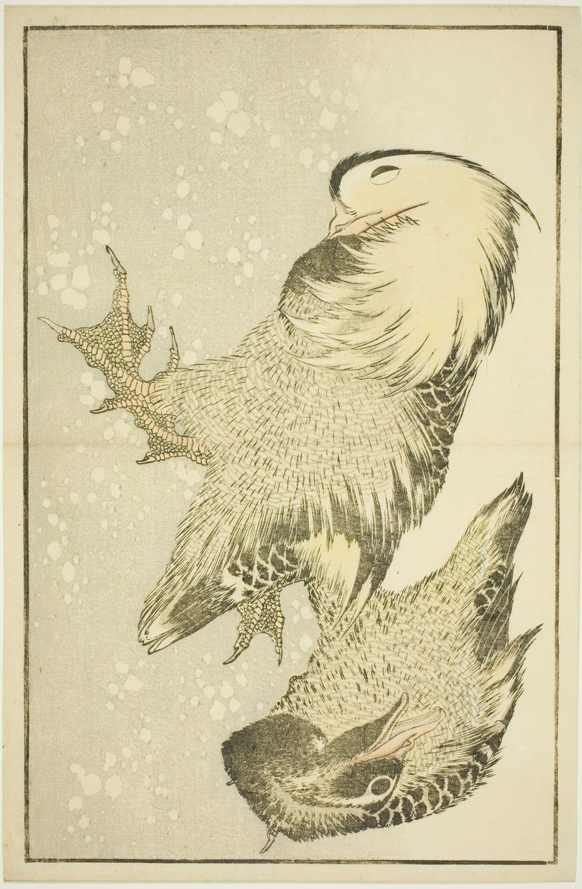 Dwa ptactwo wodne, z Księgi obrazkowej realistycznych obrazów Hokusaia (Hokusai shashin gafu) autorstwa Katsushika Hokusai