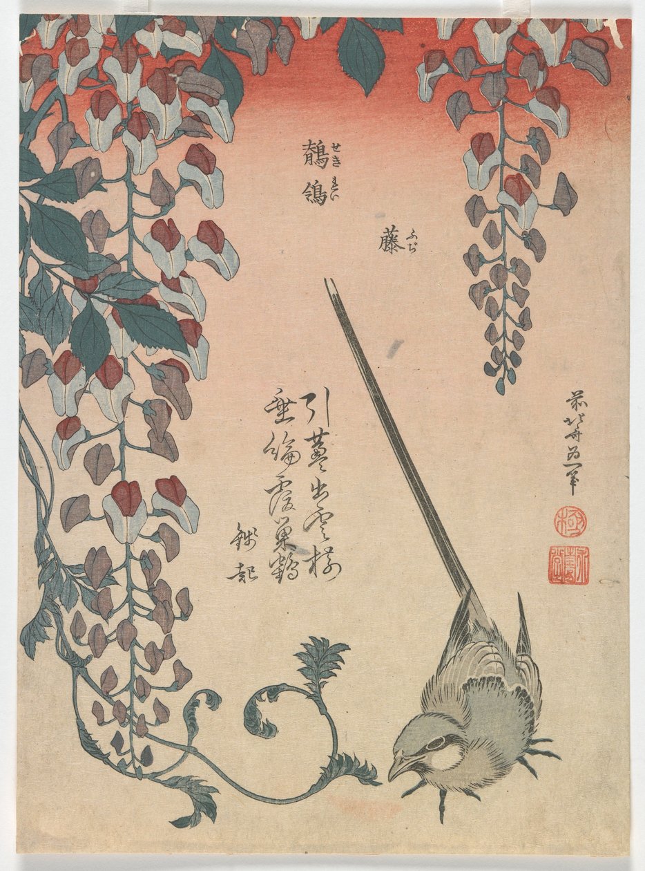 Pliszka i Wisteria, okres Edo, 1834 (kolorowy drzeworyt) autorstwa Katsushika Hokusai