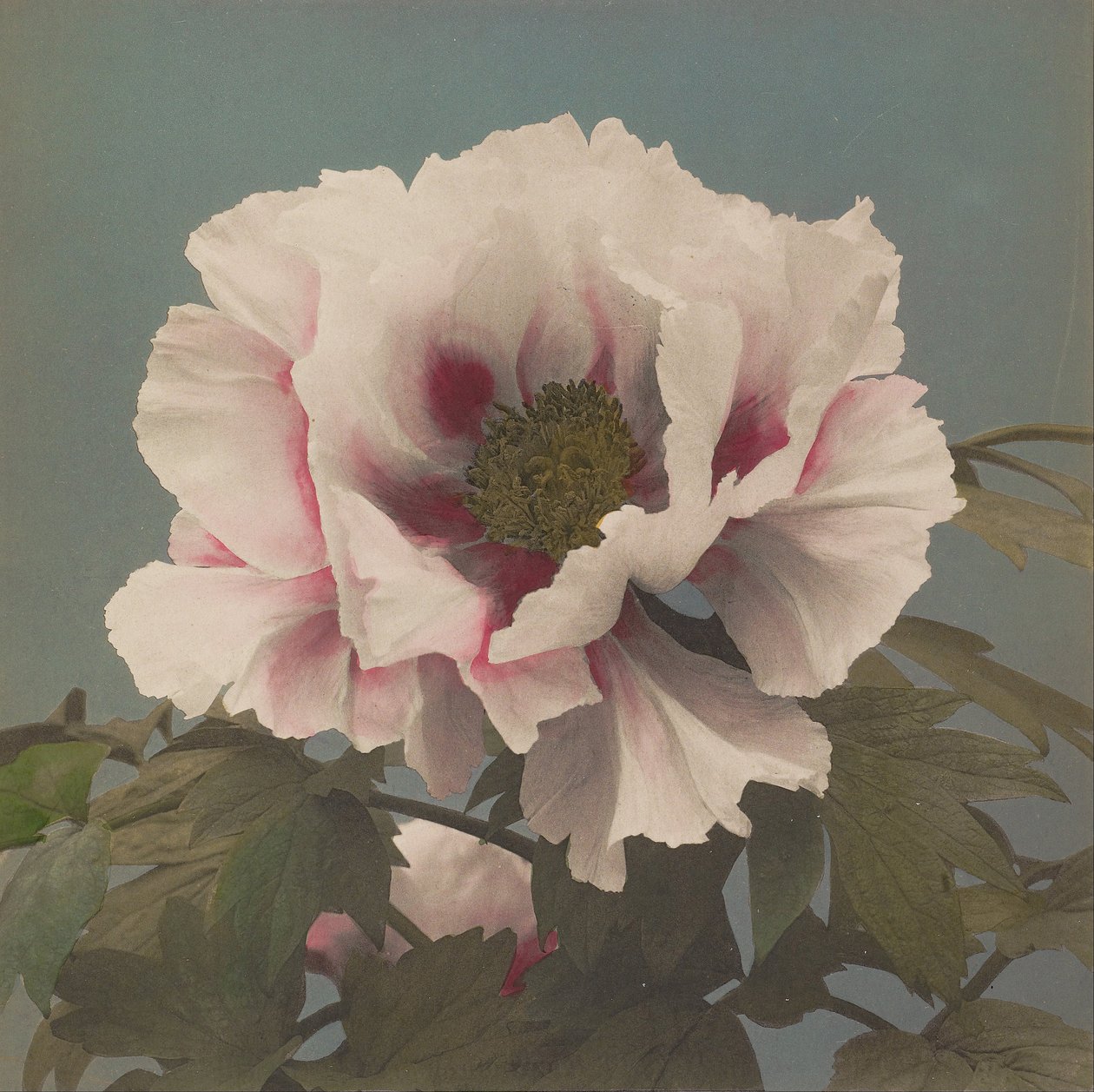 Paonia drzewna autorstwa Kazumasa Ogawa