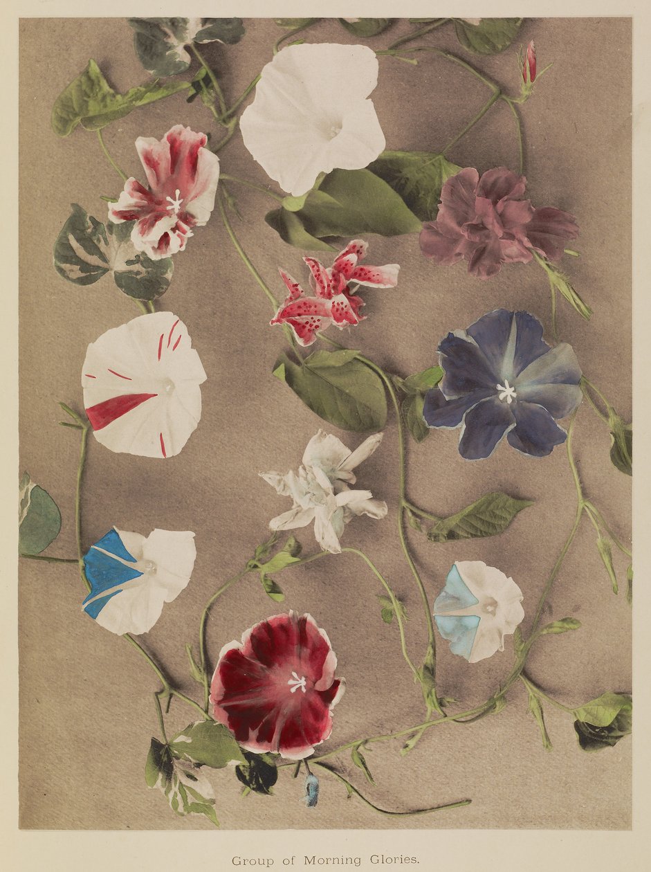Grupa Morning Glories autorstwa Kazumasa Ogawa