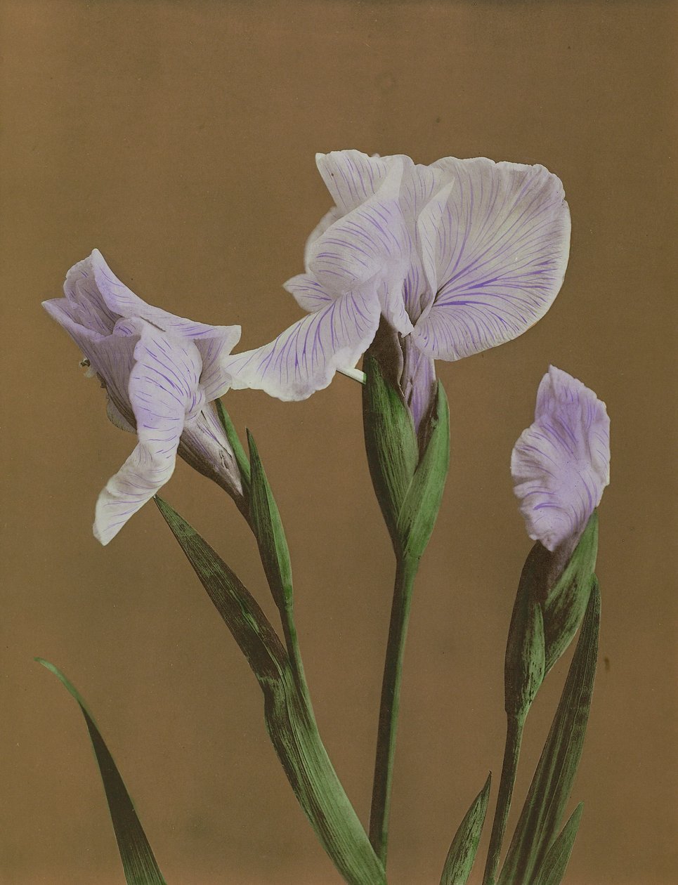 Iris Kaempfer, 1896 (kolotyp ręcznie kolorowany) autorstwa Kazumasa Ogawa