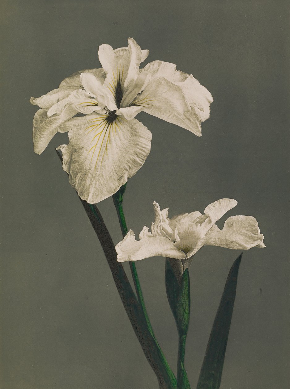 Iris Kaempferi, 1896 (kolotyp ręcznie kolorowany) autorstwa Kazumasa Ogawa
