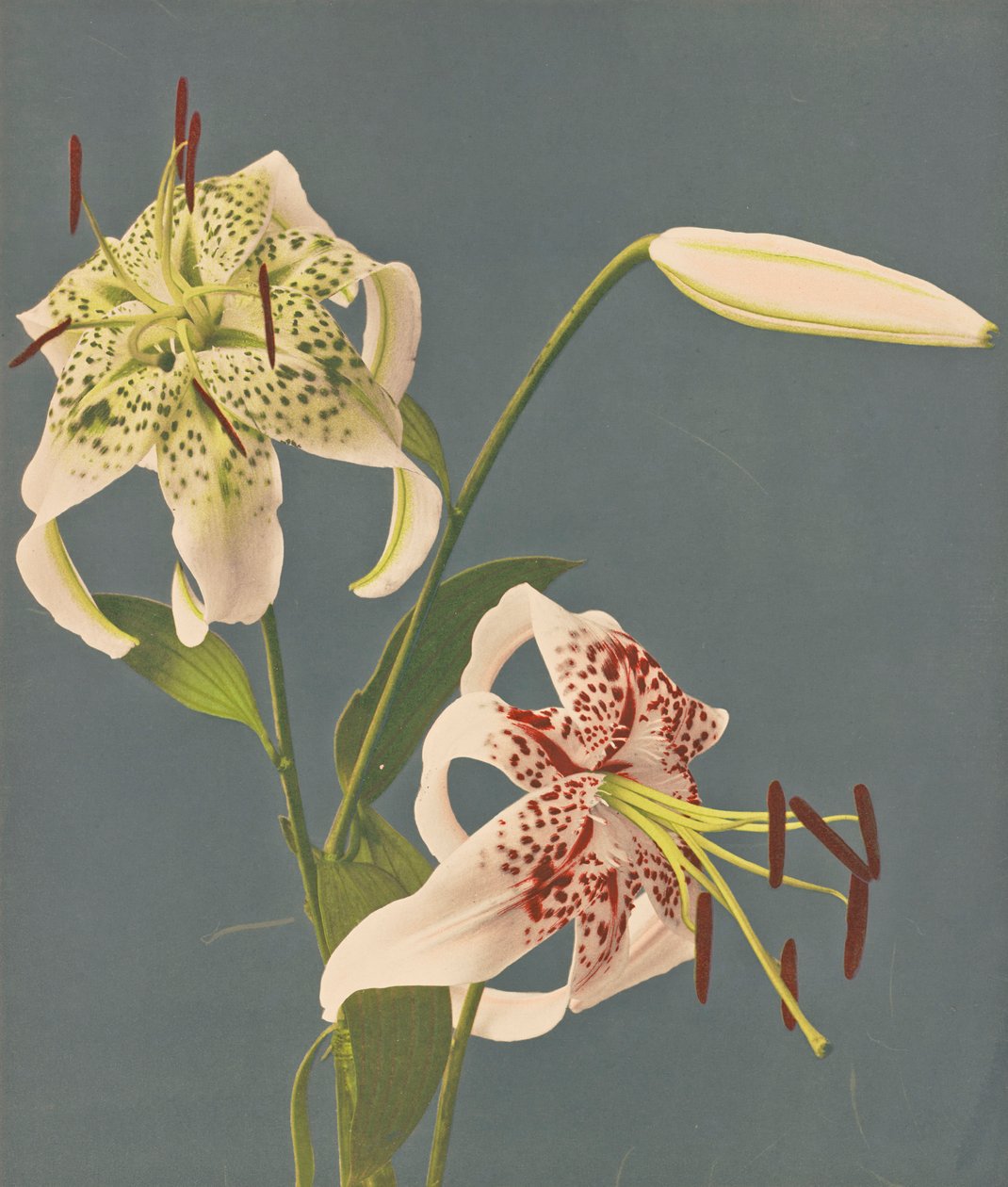Lilie, 1897 (kolotypia ręcznie kolorowana) autorstwa Kazumasa Ogawa
