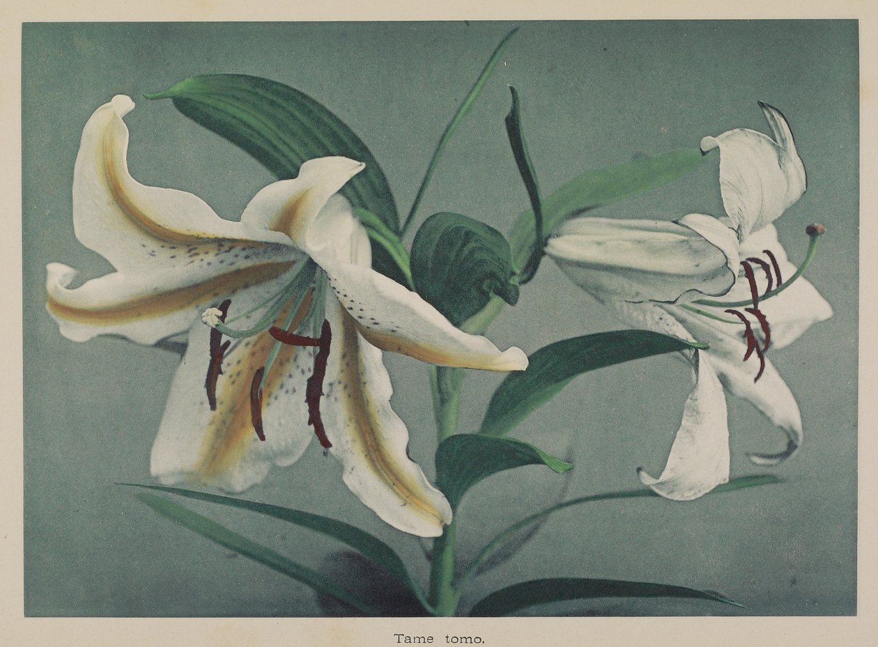 Lily autorstwa Kazumasa Ogawa
