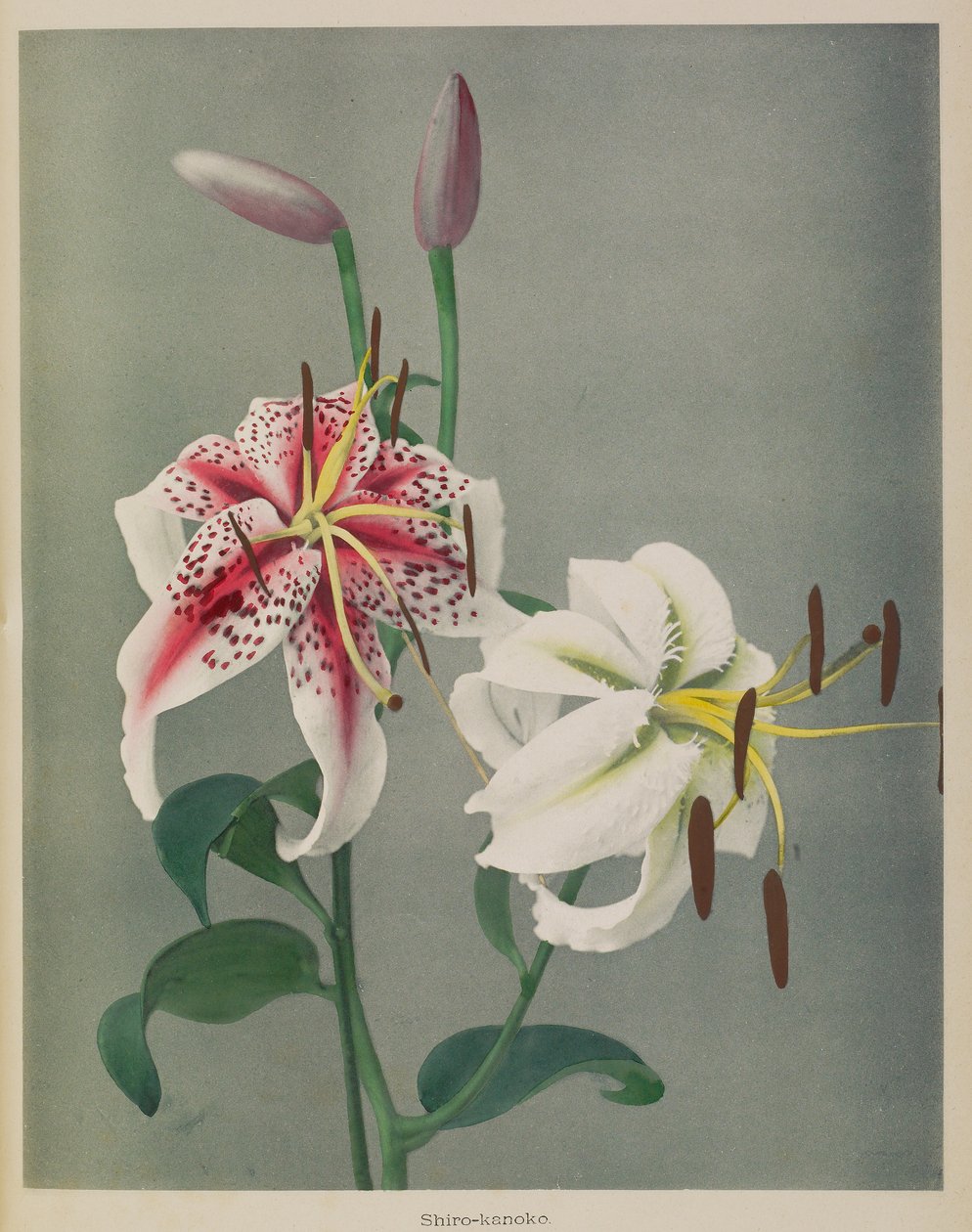 Lily autorstwa Kazumasa Ogawa