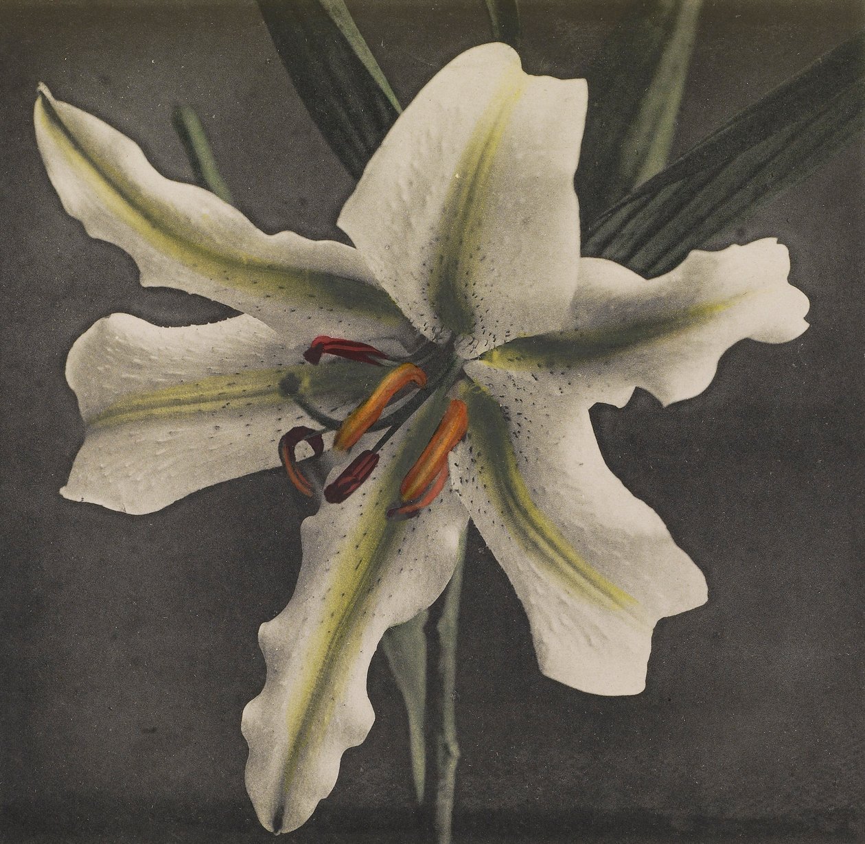 Lily, 1896 (kolotypia ręcznie kolorowana) autorstwa Kazumasa Ogawa