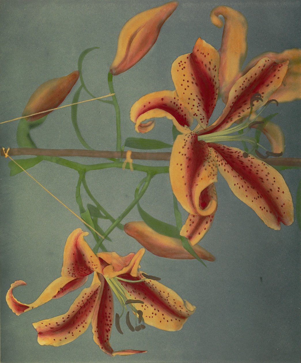 Lily, 1896 (kolotypia ręcznie kolorowana) autorstwa Kazumasa Ogawa