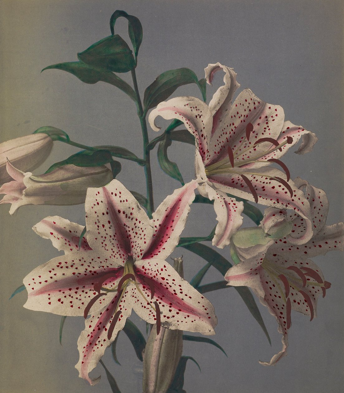 Lily, 1896 (kolotypia ręcznie kolorowana) autorstwa Kazumasa Ogawa