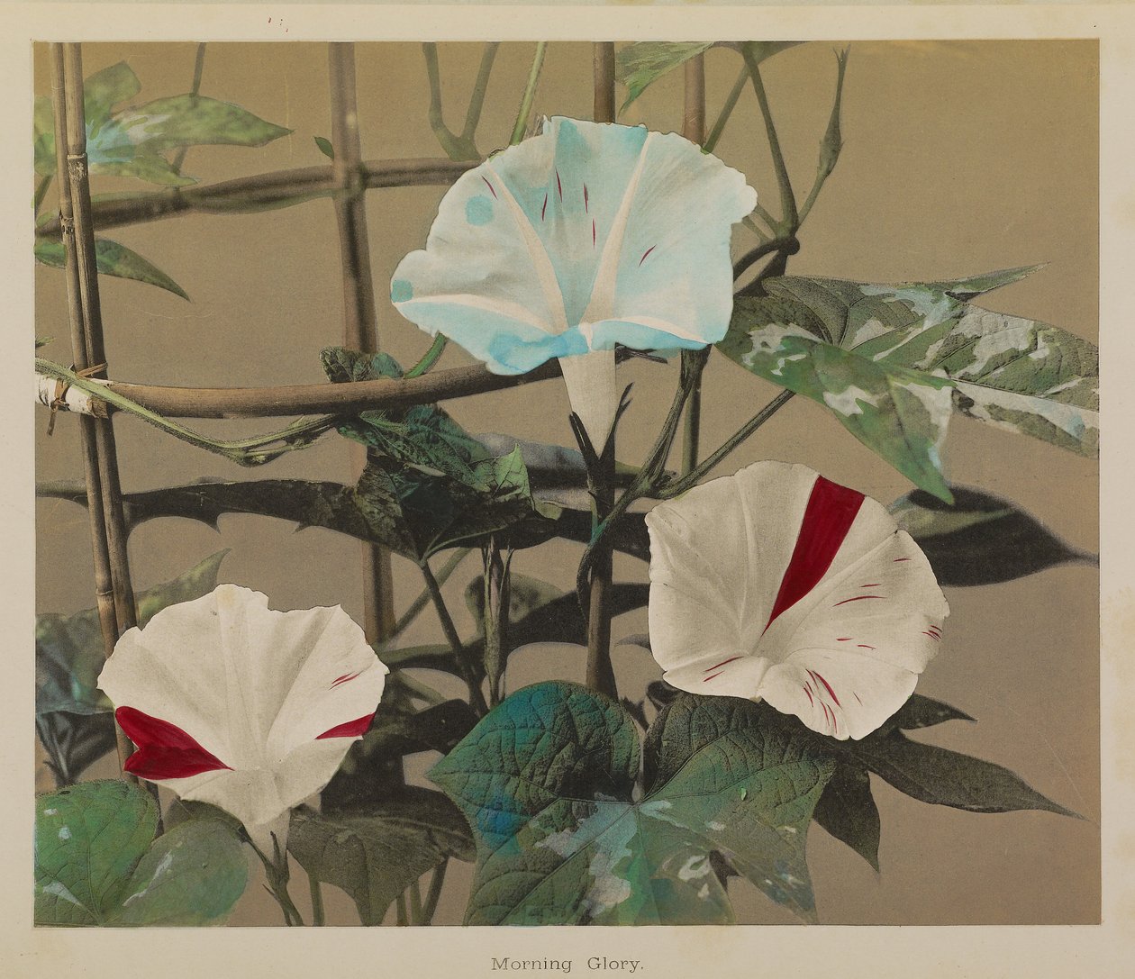 Morning Glory autorstwa Kazumasa Ogawa