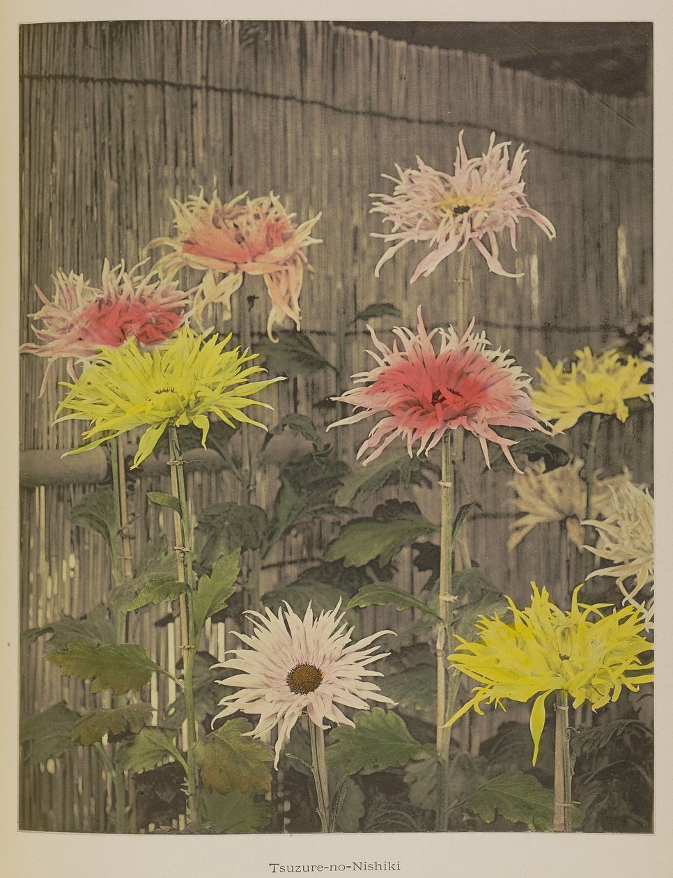 Tsuzure-no-Nishiki autorstwa Kazumasa Ogawa